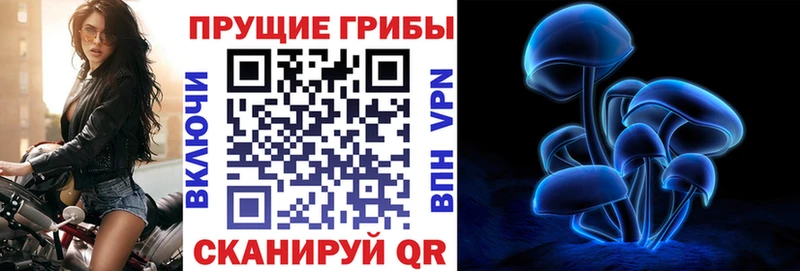 где продают наркотики  Брюховецкая  Галлюциногенные грибы Psilocybine cubensis 